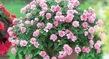 Proč mokrý květ vanka žloutne a opadává listy a co s tím